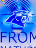 Carolina Panthers HD Vivid Neon Sign Lamp Light